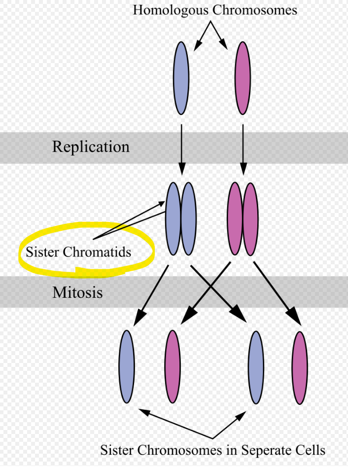 Identical copies of the same chromosome, held together at the centromere.