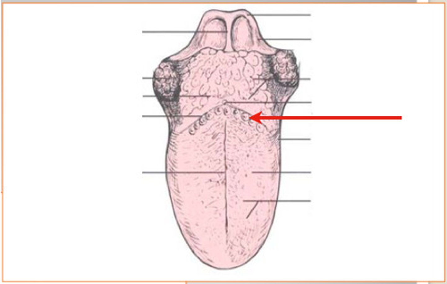 <p>Surface</p><p>- Whole top part of tongue</p>