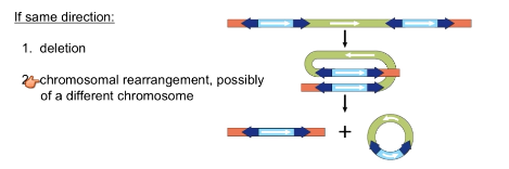 <p>Deletions</p><p>Chromosomal rearrangement (same or other)</p>