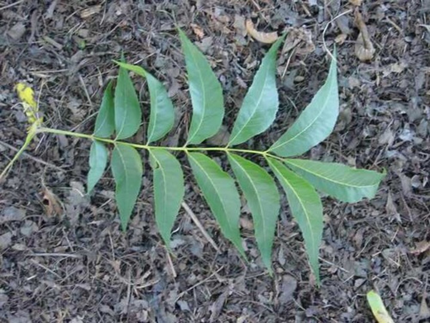 <ul><li><p>Type: Pinnately Compound</p></li><li><p>Arrangement: Alternate</p></li><li><p>Venation: Pinnate</p></li></ul><p></p>