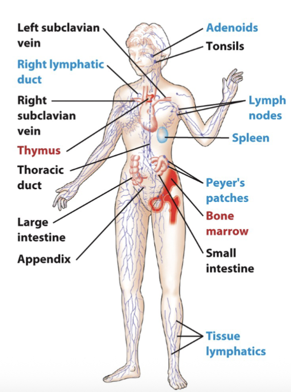 <p><span style="color: rgb(243, 0, 0);">Primary lymphoid tissue</span>: sites of lymphocyte <u>development</u> and <u>maturation </u><br>—<u>Thymus</u> (T and NKT) and <u>bone marrow </u>(B and ILC)</p><p><span style="color: rgb(0, 188, 255);">Secondary lymphoid tissue</span>: site of lymphocyte <u>activation </u>—Lymph nodes, spleen, and various mucosal-associated lymphoid tissues (MALT), such as gut-associated lymphoid tissue (GALT) Hub of activation for T and B cells </p><p>Tertiary lymphoid tissue: sites of lymphocyte <u>activity</u><br>—cutaneous-associated lymphoid tissue (CALT)</p>