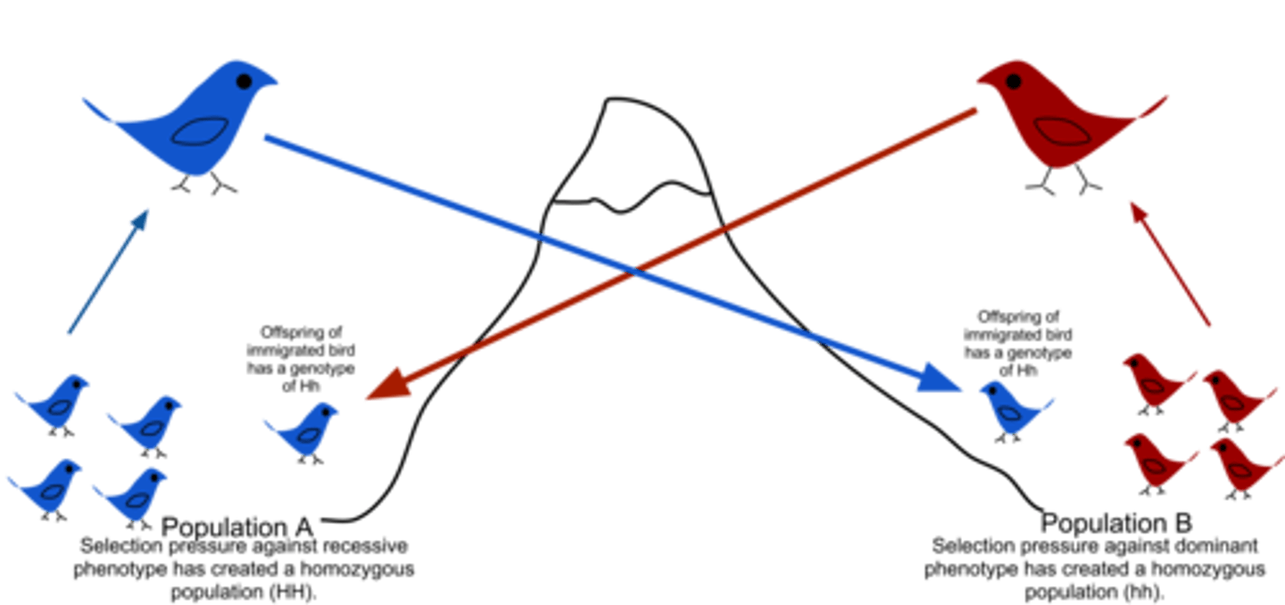 <p>the flow of alleles in and out of a population due to the migration or interbreeding of individuals between two populations</p>