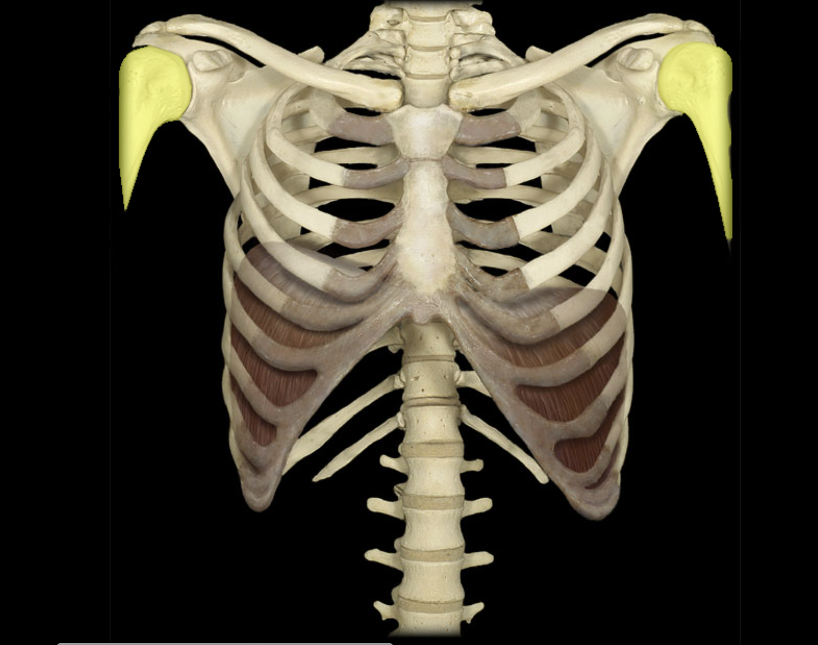 <p>Humerus</p>