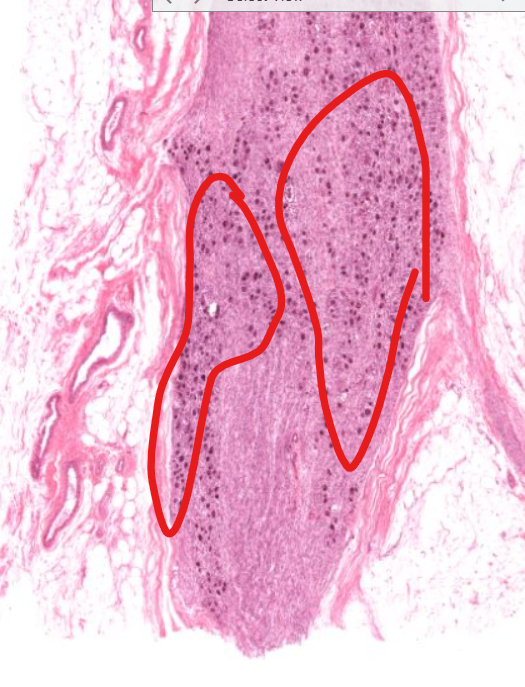 <p>(type of cell/tissue) </p><p>sympathetic ganglia</p>