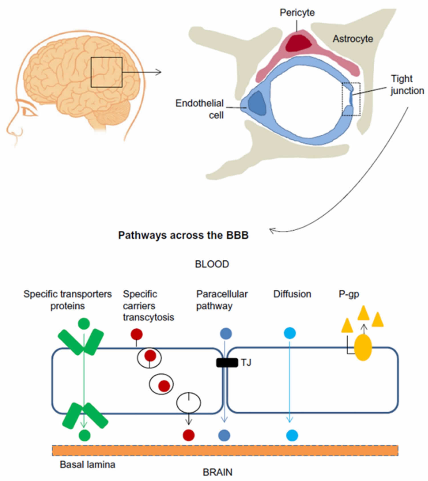 <p>What neuroglia assist the Blood Brain Barrier and how does BBB work (fig 12.26).</p>