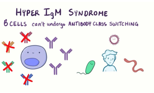 <p>What is the roe and importance of CD40 and CD40L in B cell activation?</p>