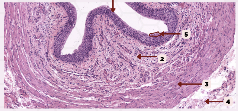 <p>What type of connective tissue can you find in #4?</p>