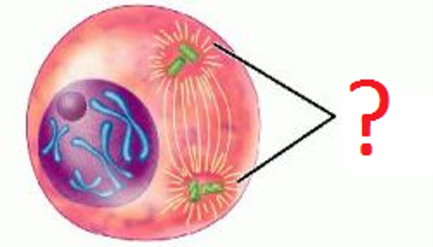 <p>Microtubules and fibers that radiate out from the centrioles.</p>