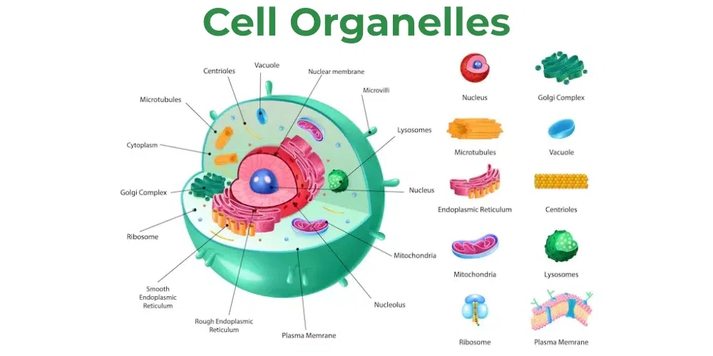 <p>1.Plasma membrane</p><p>2.Cytoplasm</p><p>3.DNA</p><p>4.Ribosomes</p><p>5.Organelles</p><p></p>