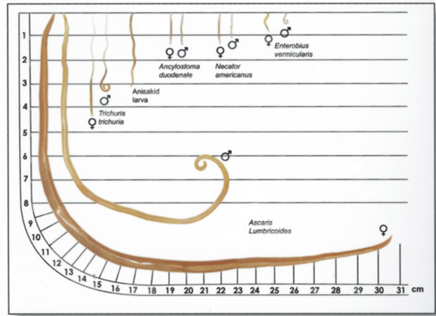 <p>Use of night soil</p>