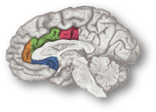 <p><span>–</span><span style="font-size: 7pt; font-family: &quot;Times New Roman&quot;">&nbsp;&nbsp;&nbsp;&nbsp;&nbsp;&nbsp; </span>Indirect activation</p><p class="MsoNormal">&nbsp;</p><p class="MsoNormal">Large area all he coulors the subegnual (blue) when is active activate sthe stress response</p><p>Activation of either brain area:</p><p class="MsoNormal"><span>–</span><span style="font-size: 7pt; font-family: &quot;Times New Roman&quot;">&nbsp;&nbsp;&nbsp;&nbsp;&nbsp;&nbsp; </span>activates the sympathetic nervous system</p><p class="MsoNormal"><span>–</span><span style="font-size: 7pt; font-family: &quot;Times New Roman&quot;">&nbsp;&nbsp;&nbsp;&nbsp;&nbsp;&nbsp; </span>activates the HPA axis</p>