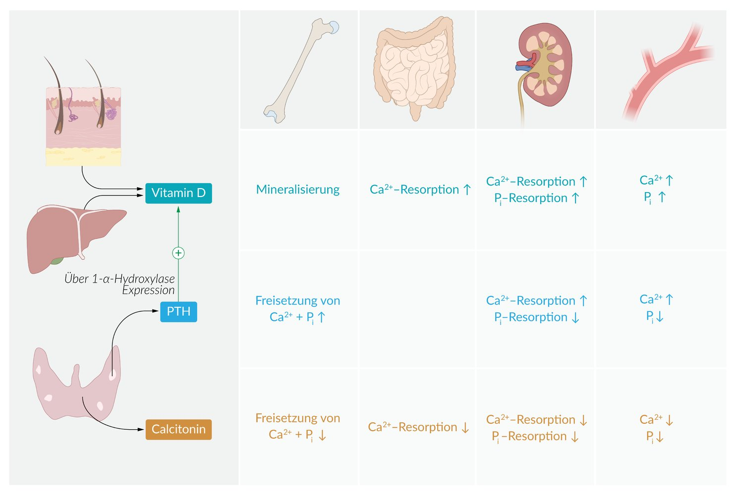 <p>D. Increase in Ca²⁺ absorption in the intestine</p>
