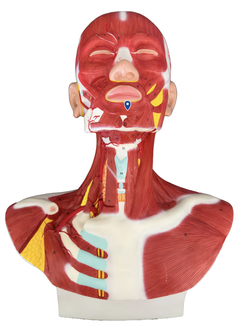 <p>What muscle is the arrow pointing to?</p>