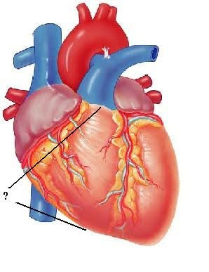 <p><span><span>Identify the indicated region.</span></span></p>