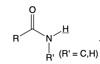 <p>amide</p>