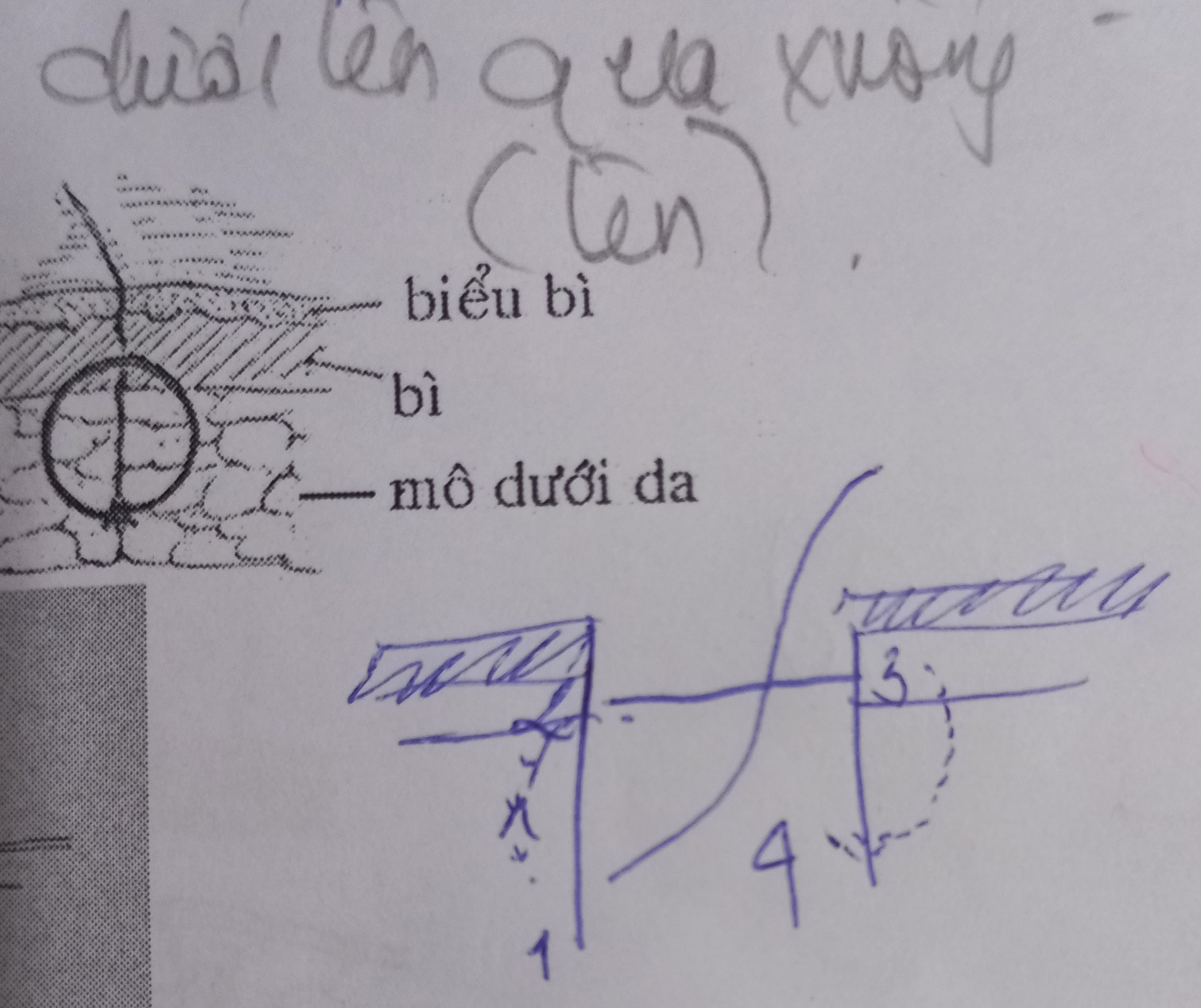 <p>May dưới da gián đoạn</p>