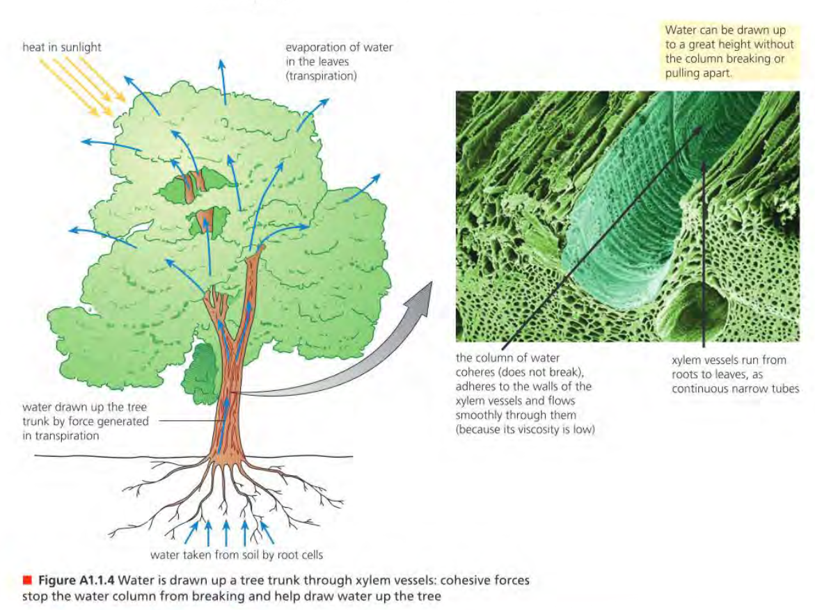 <p>Definition: Water molecules sticking together.</p><p>Example(s): The <em>column</em> of water travelling up the xylem of a plant, the Jesus bug (the bug that can wallk on water), surface tension.</p><p>[IMAGE: IB BIOLOGY TEXTBOOK]</p>