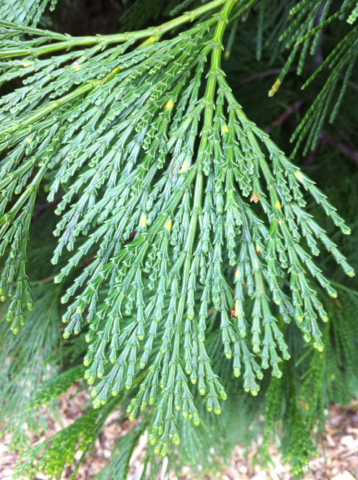 <p><em>Calocedrus decurrens</em>, incense “cedar”, Cuppressaceae</p>