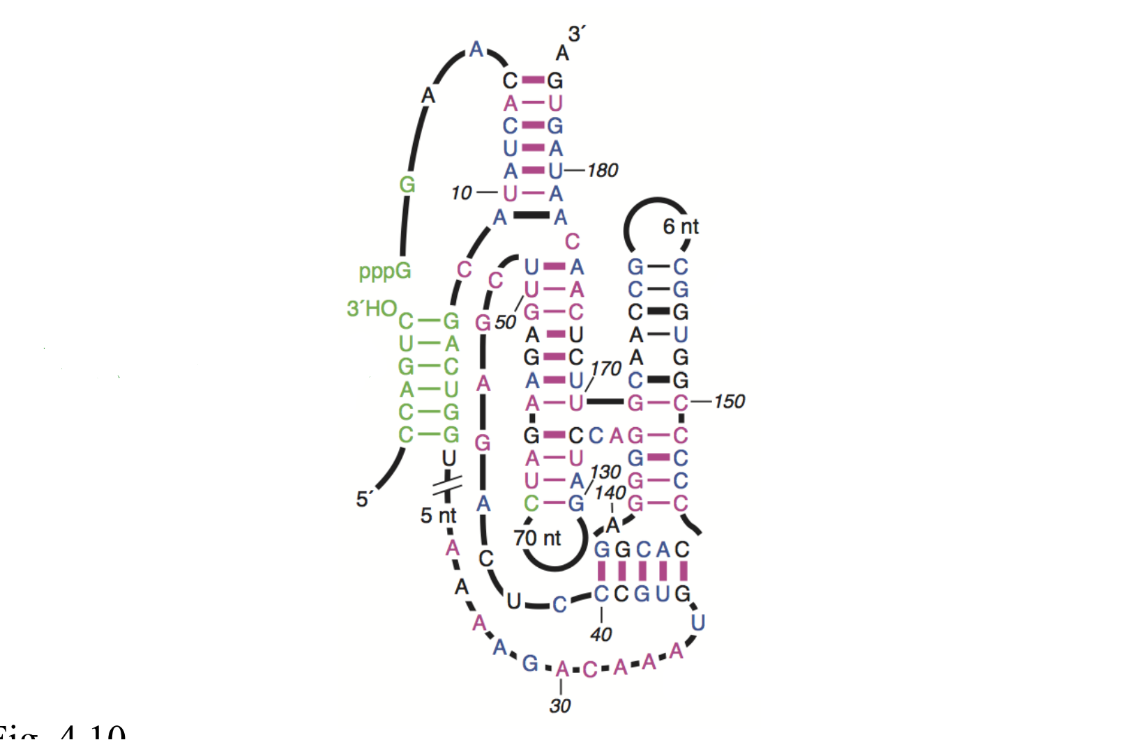 <p>Identify the different parts of the ribozyme </p>