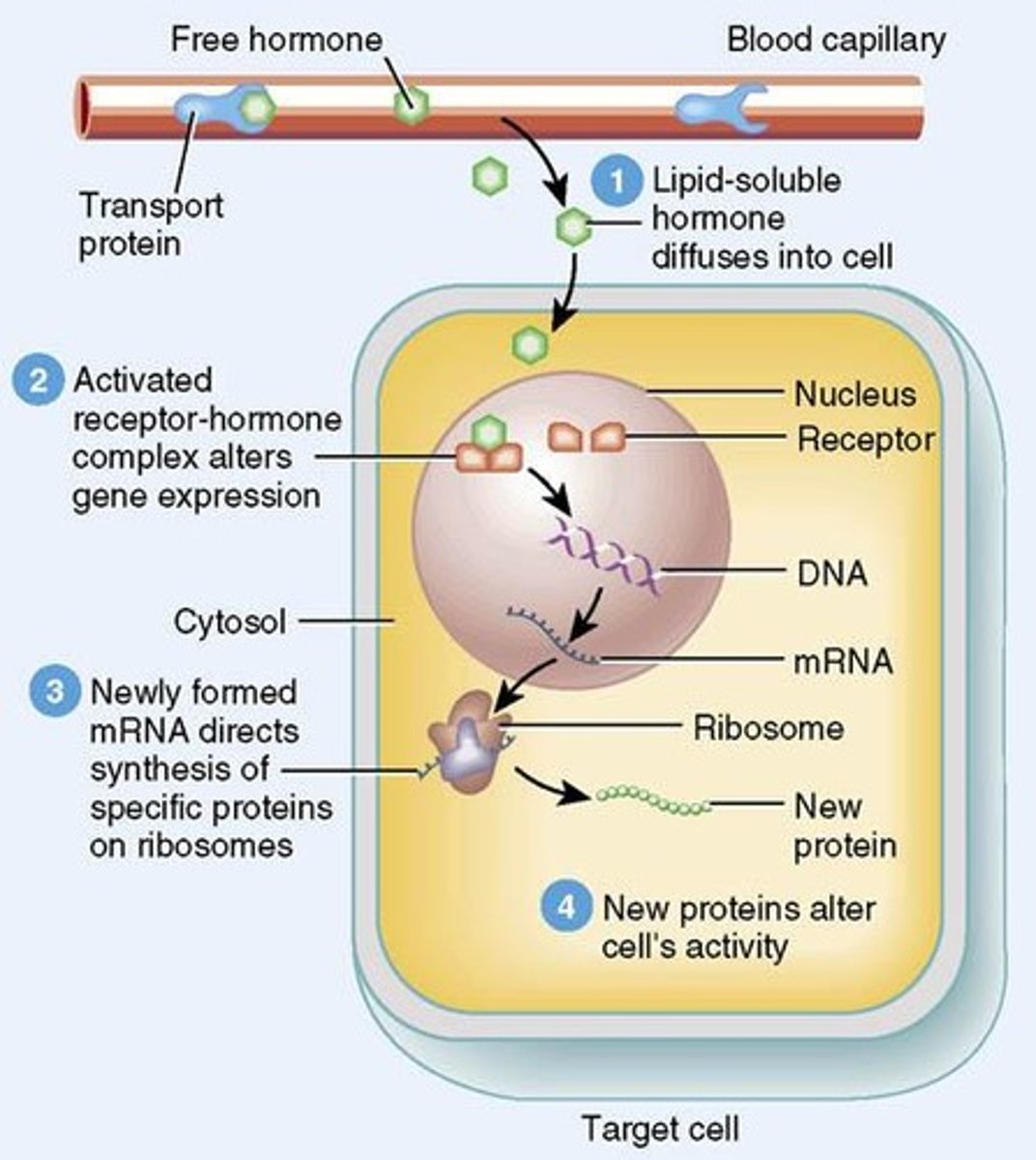 <p>They diffuse easily through the cell membrane and bind to receptors inside the cell, turning genes on or off.</p>