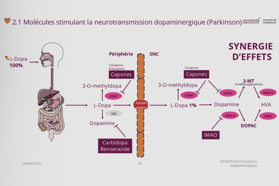 <ul><li><p><span><strong>Inhibiteurs de la DDC (<em>Carbidopa/Bensérazide) </em>:</strong> <strong>Augmentent la L-Dopa</strong> arrivant au SNC, donc inhibe en périphérie </span></p></li><li><p><span><strong>Inhibiteurs de la COMT (<em>Capones)</em> :</strong> <strong>Augmentent encore la L-Dopa</strong> arrivant au SNC (en bloquant la formation du métabolite compétiteur 3-O-méthyldopa), en P + dans SNC </span></p></li><li><p><span><strong>IMAO-B :</strong> <strong>Prolongent l'action de la dopamine</strong> une fois qu'elle est formée dans le SNC.</span></p></li></ul><p></p>
