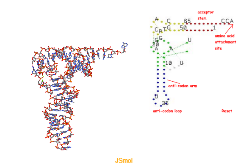 <p>What are the structures of tRNA?</p>