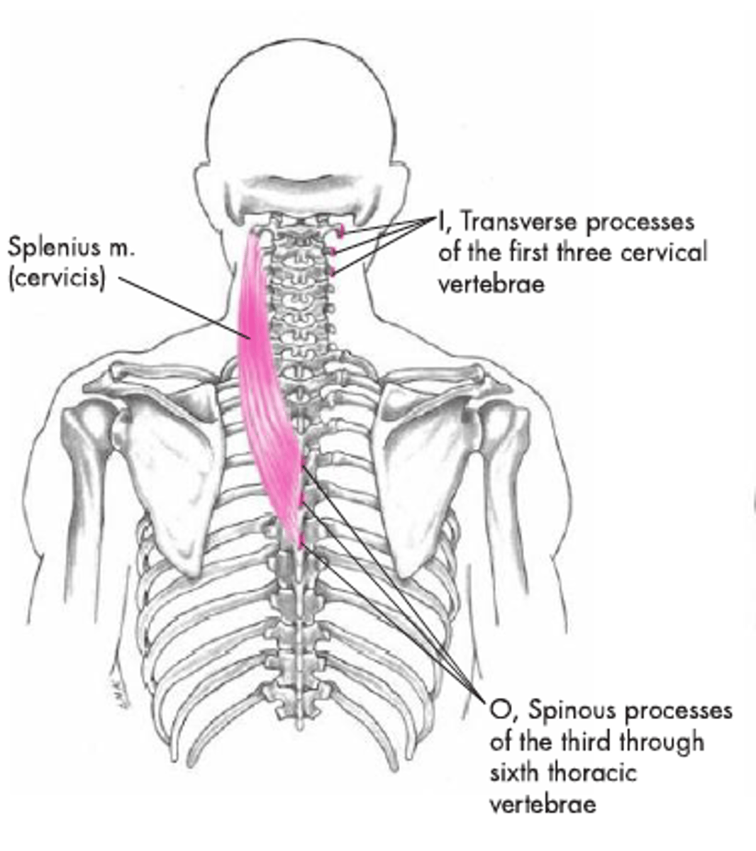 <p>o<span style="color: #d62121">riginate:</span></p><p><span style="color: #d62121">- upper thoracic vertebrae spinous processes</span></p><p><span style="color: #d62121">insertion:</span></p><p><span style="color: #d62121">- transverse processes of C1-C3</span></p><p><span style="color: #d62121">- extend cervical spine (both side contraction)</span></p><p><span style="color: #d62121">- lateral flexion/ rotation (1-sided contraction)</span></p>