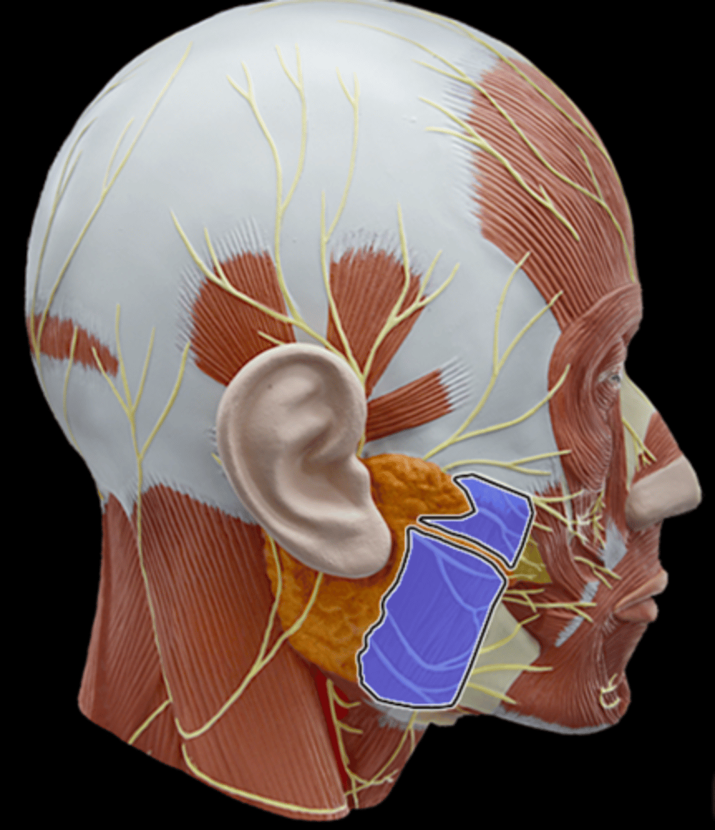 <p>What Muscle Is Highlighted?</p>