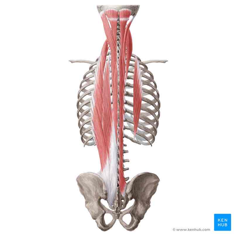 <p>Name the three muscles that make up transversospinalis:</p>