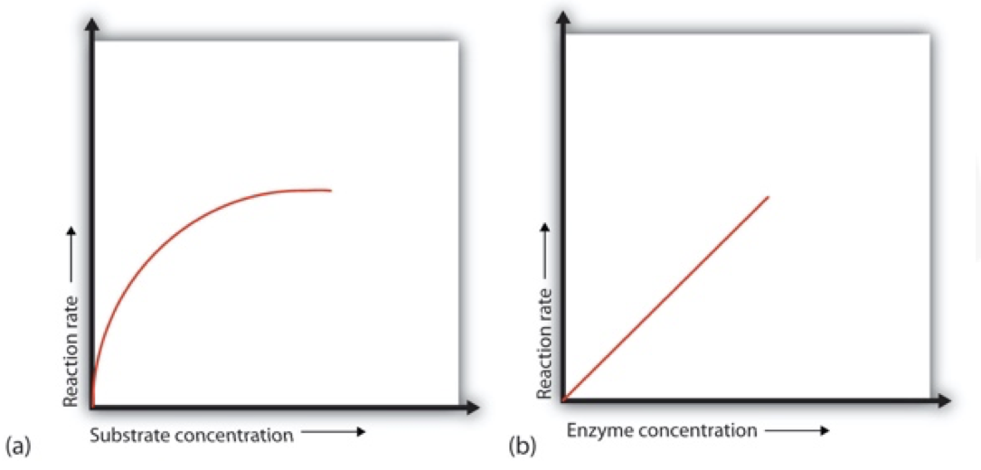 <ul><li><p>when the enzyme and substrate are first mixed, their reaction rate is initially high as there’s a large number of substrate molecules therefore almost every enzyme has a substrate in its active site.</p></li></ul><p></p>