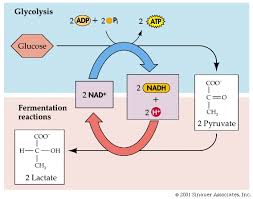 <p>Product of lactic acid fermentation in animals.</p>