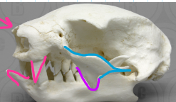 knowt flashcard image