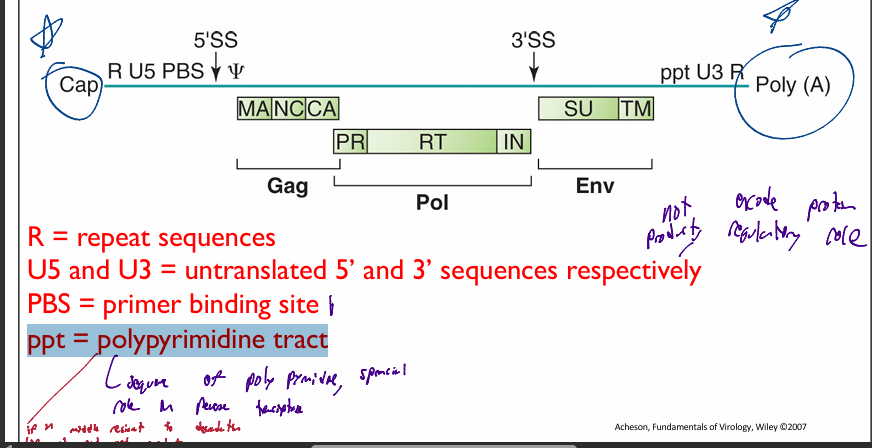 <ul><li><p>R = repeat sequences</p></li><li><p>U5 and U3 = untranslated 5’ and 3’ sequences respectively</p></li><li><p>PBS = primer binding site</p><ul><li><p>where tRNA binds to act as a primer for reverse transcriptase </p></li></ul></li><li><p>ppt = polypyrimidine tract</p><ul><li><p>if in middle of sequence can not be degraded</p></li><li><p>if att end of genomic sequence can be degraded</p></li><li><p>important during reverse transcriptase</p></li></ul></li></ul><p></p>