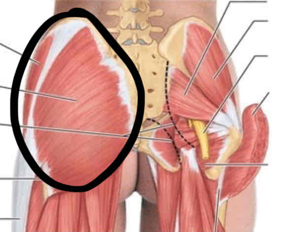 <p><span>The buttocks</span></p>