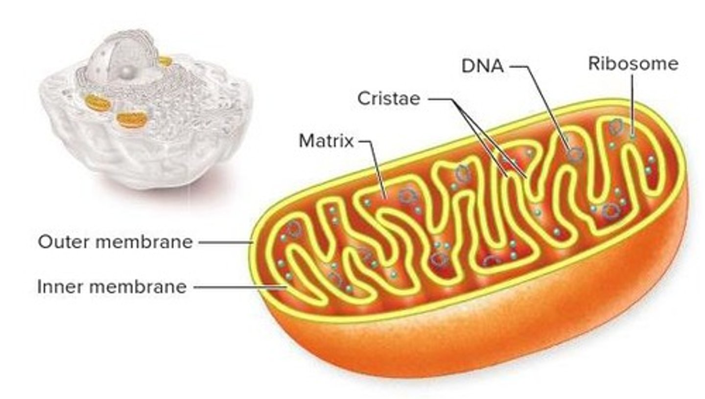 <p>mitochondrion</p>