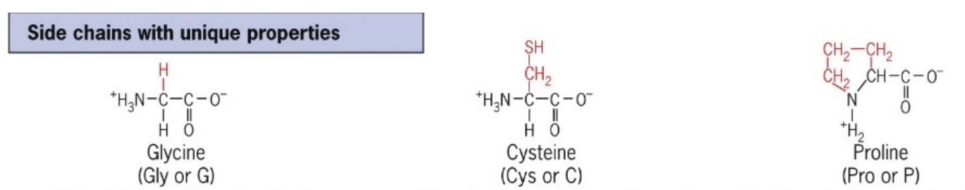 <p>3 types:</p><ul><li><p>Glycine, flexible and can tightly pack with its one hydrogen atom — small</p></li><li><p>Proline, with a unique cyclic structure, introduces kinks in protein chains — breaks secondary structure</p></li><li><p>Cysteine, containing a thiol group (SH), forms disulfide bonds for stabilization</p></li></ul><p></p>