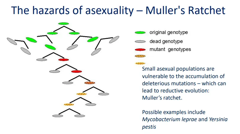 <ul><li><p>Muller’s ratchet is a case of <strong>reductive evolution</strong>- <strong>small asexual populations</strong> (without recombination) <strong>are vulnerable to the accumulation of deleterious mutations</strong></p></li><li><p>ultimately these species will go <strong>extinct</strong>, because they evolve themselves into a corner and can’t be ‘rescued’ by recombination</p></li><li><p>in <strong>asexual </strong>populations, genomes are inherited as <strong>indivisible blocks</strong>, so that an organism inherits the same mutations as its parent, more mutations occur, and it passes the entire <strong>increased mutational load</strong> onto its own offspring</p></li><li><p>one generation will <strong>never </strong>have fewer mutations than the generation before, so they accumulate</p></li><li><p>this is greater in <strong>small </strong>populations because they are more affected by<strong> genetic drift</strong>, so less mutated lineages may die out due to stochastic changes</p></li></ul><p></p>