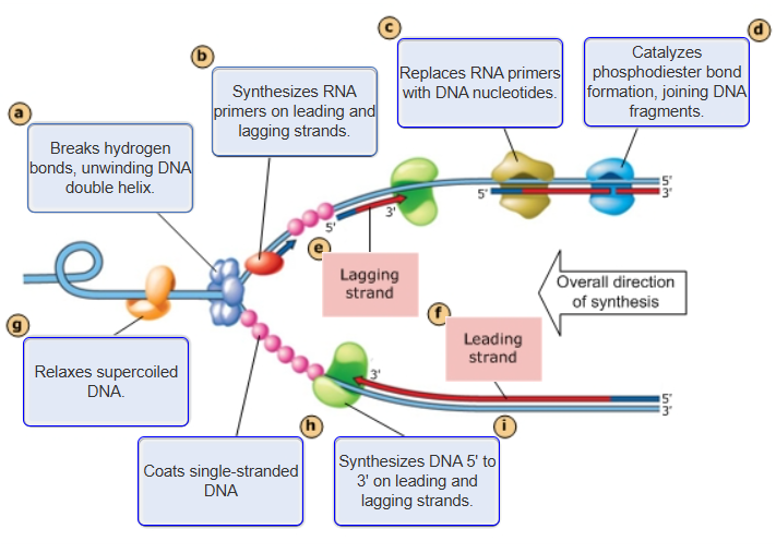 <p>a - Breaks H bonds, unwinding DNA Double Helix</p><p>b - Synthesizes RNA Primers on leading and lagging strands</p><p>c - Replaces RNA primers w/ DNA nucleotides</p><p>d - Catalyzes Pi bond formation, joining DNA fragments</p><p>e - Lagging Strand</p><p>f - Leading Strand</p><p>i - Synthesizes DNA 5' to 3' on leading and lagging strands</p><p>g - Relaxes supercoiled DNA</p>
