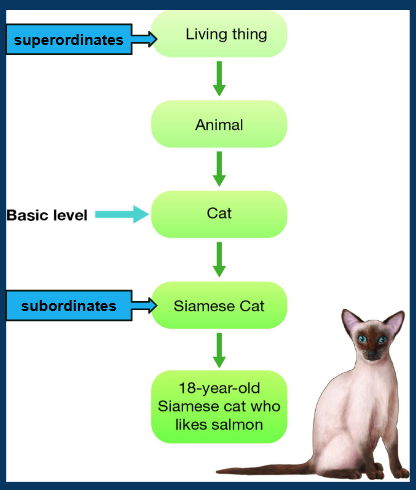 <p>the category level of the hierarchy that offers the most useful information ← just the right amount of information</p><ul><li><p>ex. cat</p></li></ul><p></p>