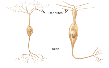 <p>what type of neuron is this</p>