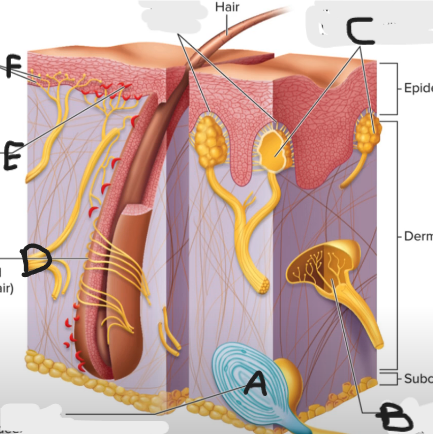 <p>Receptor type: D</p>