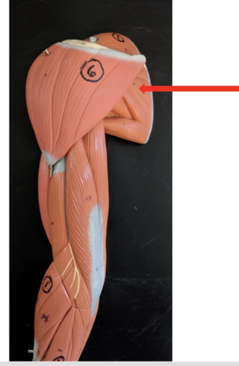 <p>what is this?</p>