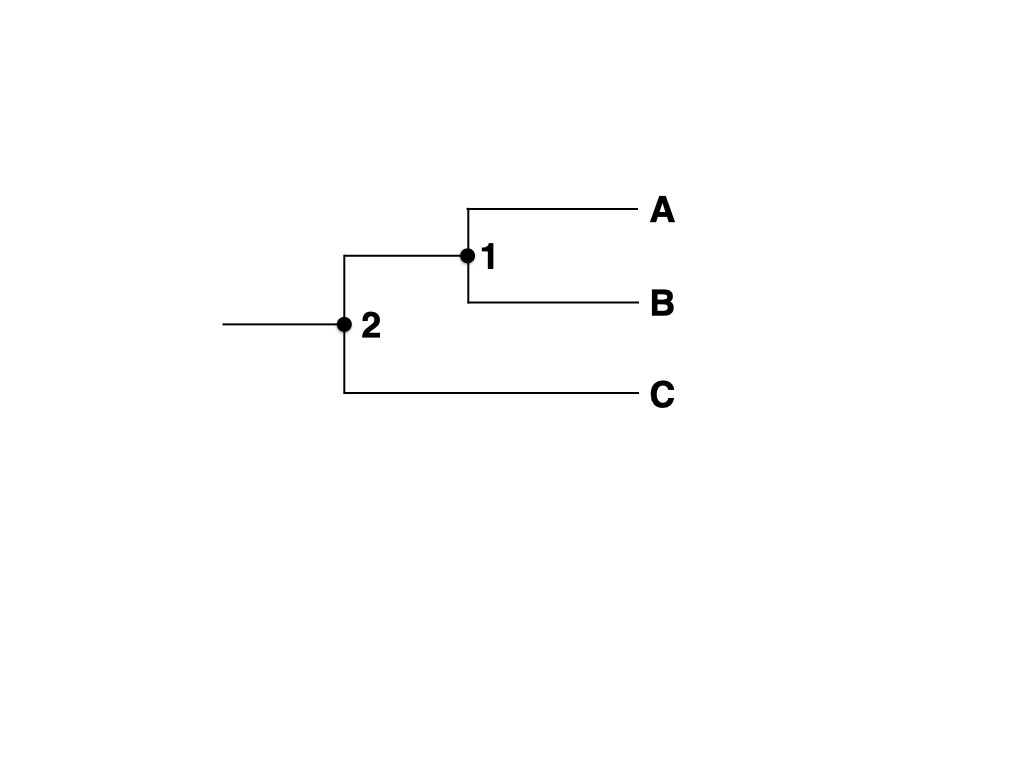 <p><span>Assume that the tips labeled A, B and C in the figure below represent the three domains of life. Which of the following occurred on the branch separating node 1 and 2:</span></p><p><span>a) Endosymbiosis of cyanobacterium</span></p><p><span>b) The appearance of the first chemoheterotroph</span></p><p><span>c) The evolution of multicellularity</span></p><p><span>d) DNA becomes the hereditary material</span></p><p><span>e) None of the other answers are correct</span></p>