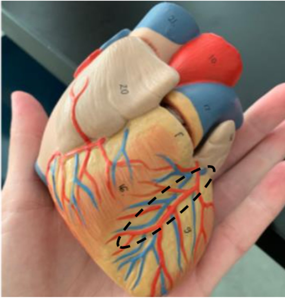 <p>(white groove that separates ventricles on anterior side)</p>