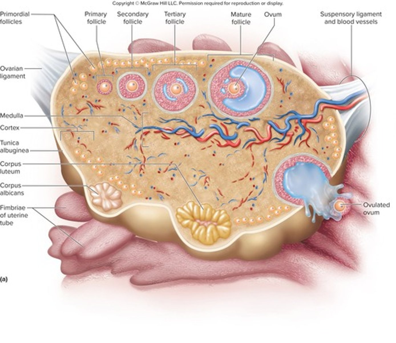 <p>Develop during pregnancy, active in lactation.</p>