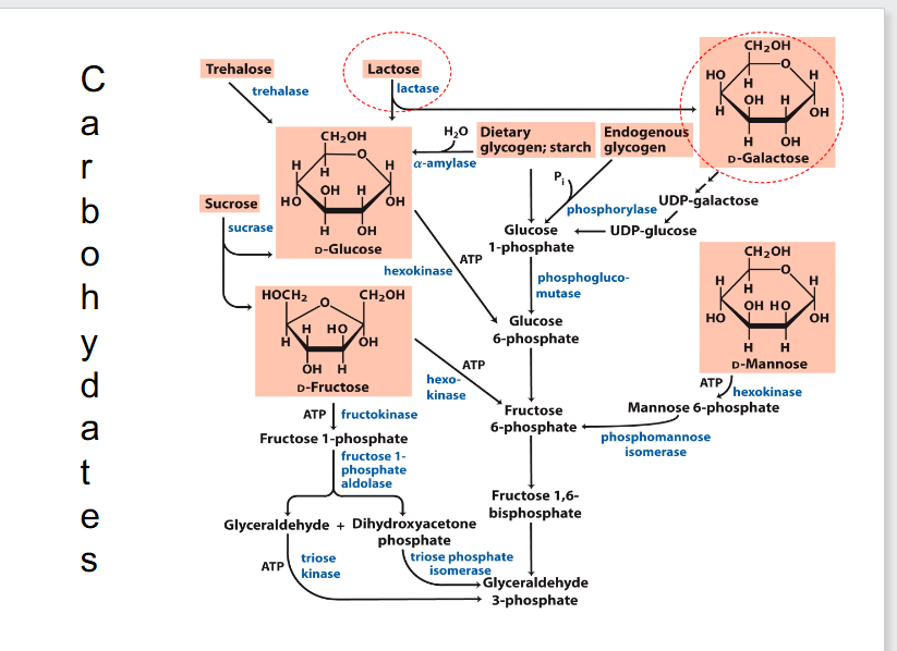 <p>Carbohydrates</p>