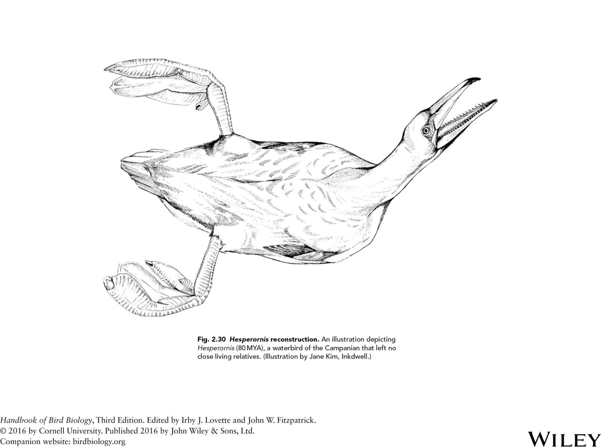 <p>waterbird that left no close living relatives </p>