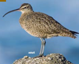 <p><span><span>Numenius phaeopus</span></span></p>