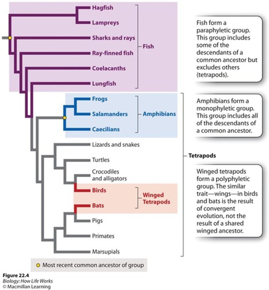 <p>A group that includes an ancestor and some, but not all, of its descendants.</p>