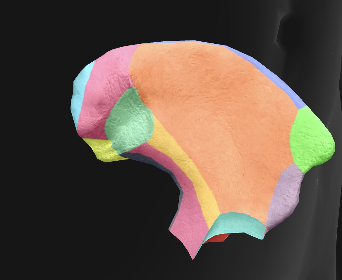 <p>medial & superior projection of the ilium, serving as a landmark for anatomical and clinical reference. </p>